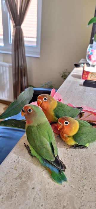 Papagali agapornis pui