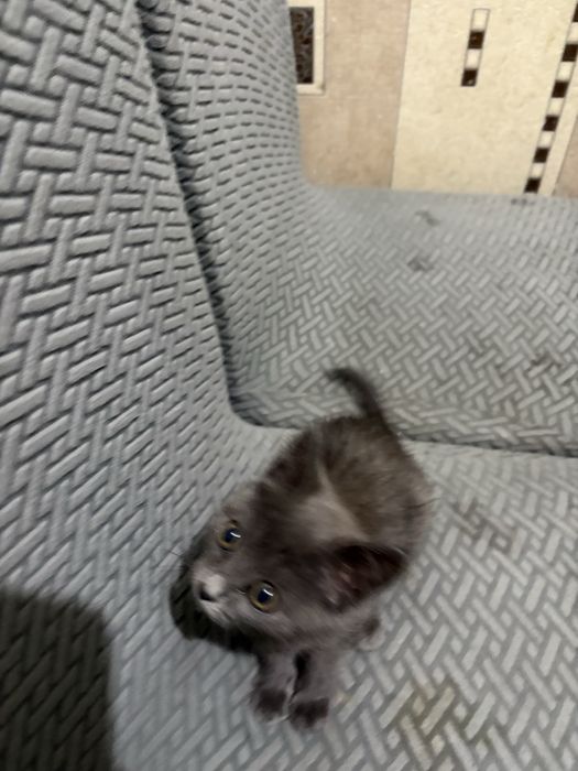 Котенок, кошечка