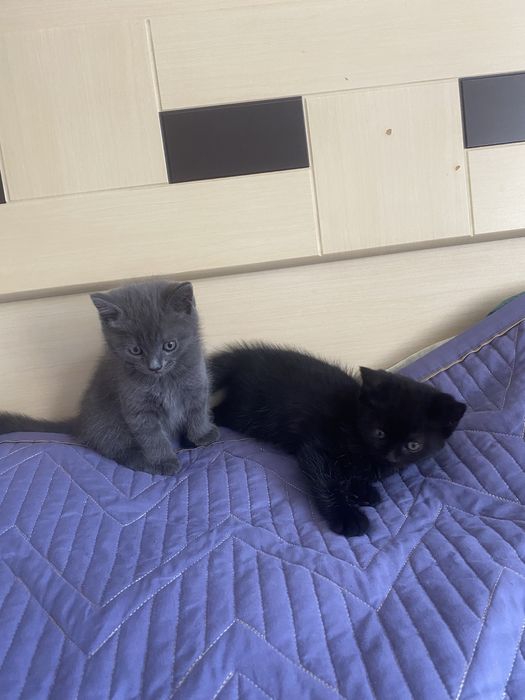 Отдам котят в добрые руки