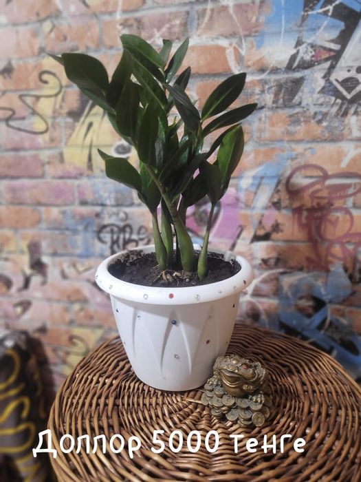 Распродажа цветов домашние