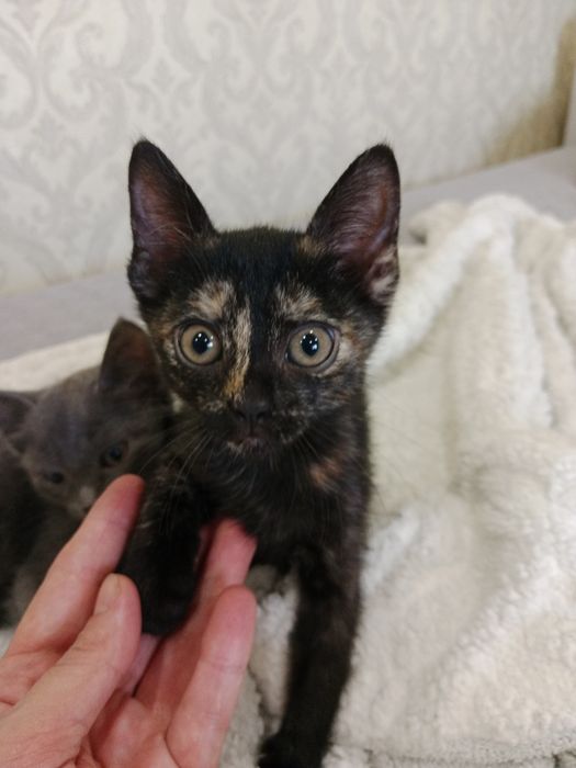 Отдам котят в хорошие руки