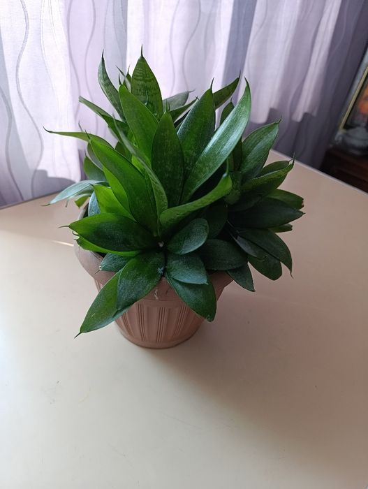 Продам цветок  , 2 - х летний