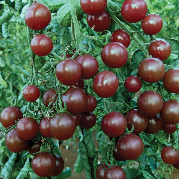 Продам дачные помидоры