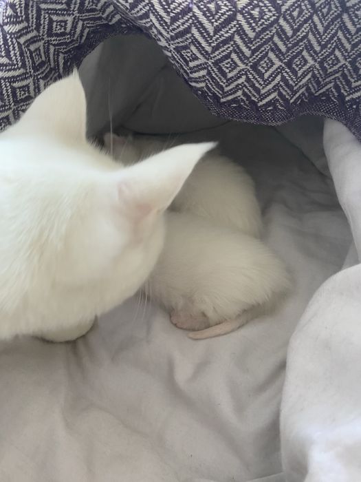 Отдам котят вместе с кошкой