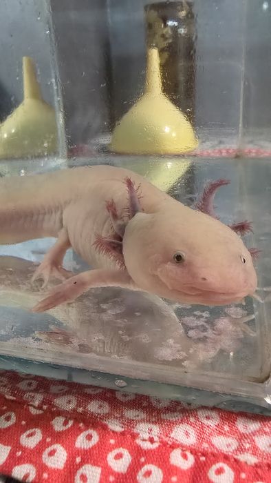 Продавам Аксолотъл