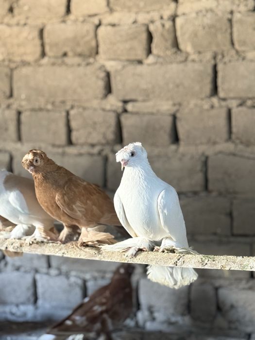 Кептер сатылады!