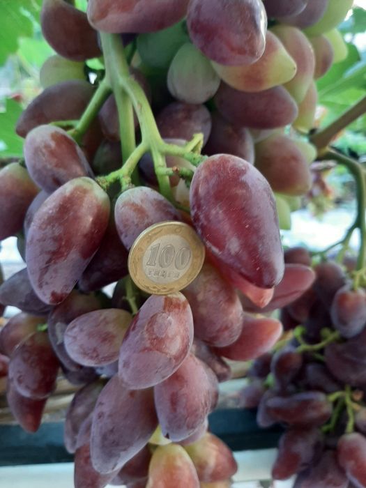 Саженцы винограда