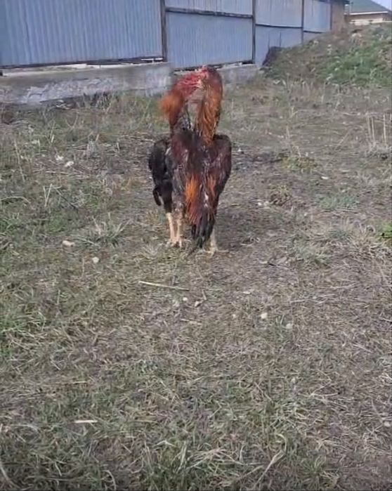 Продам. Бойцового петуха