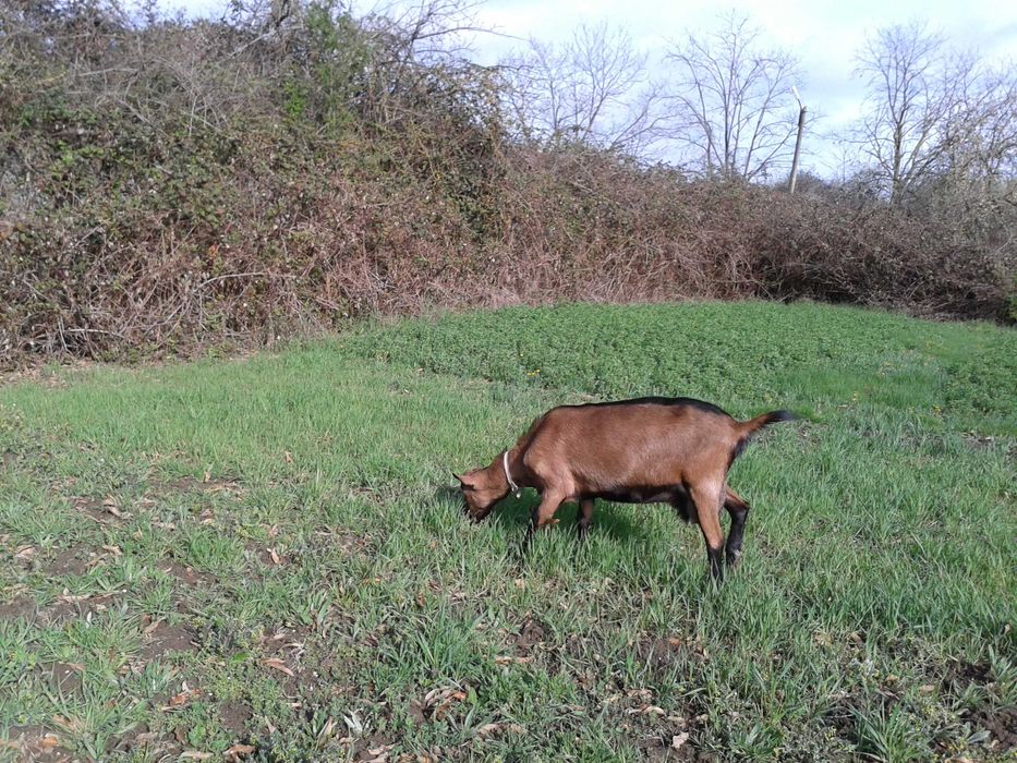 Capra-Alpina-Franceza-Ciuta-Genetic