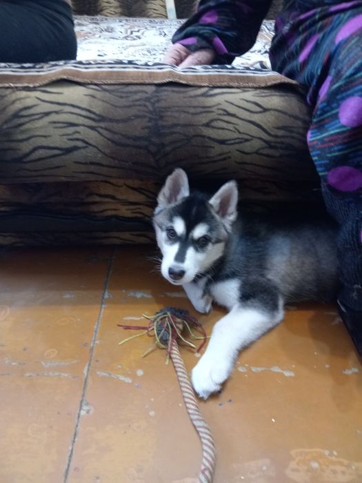 Продам щенка хаски