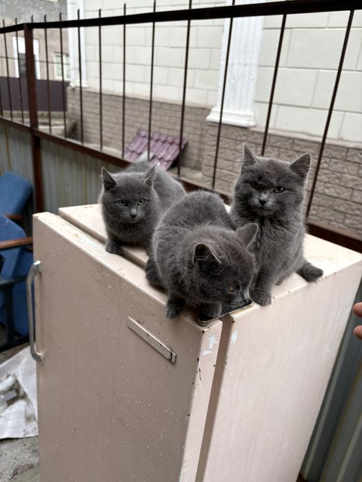 Кошка британский метис