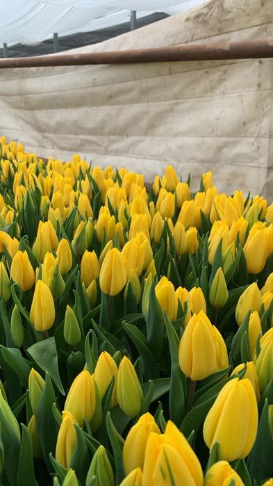 Принимаем предзаказы на тюльпаны