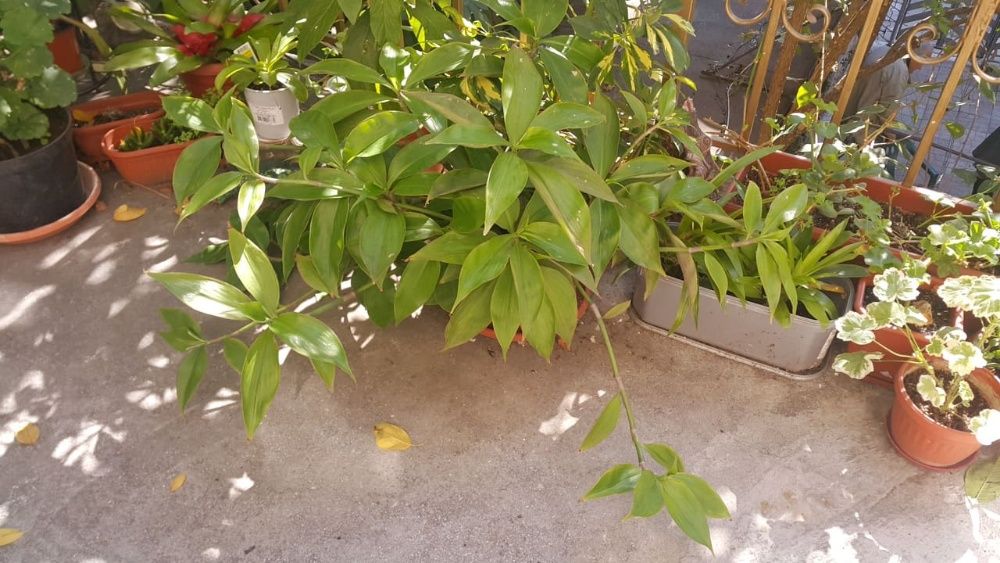 кализия - билката на века