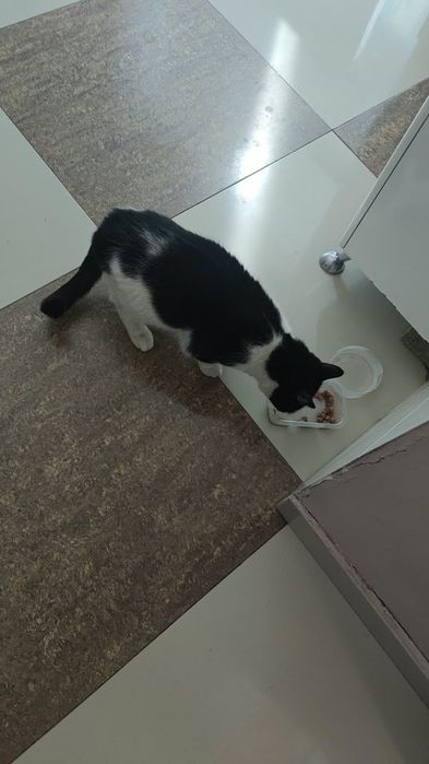 Отдам кошечку в добрые руки .