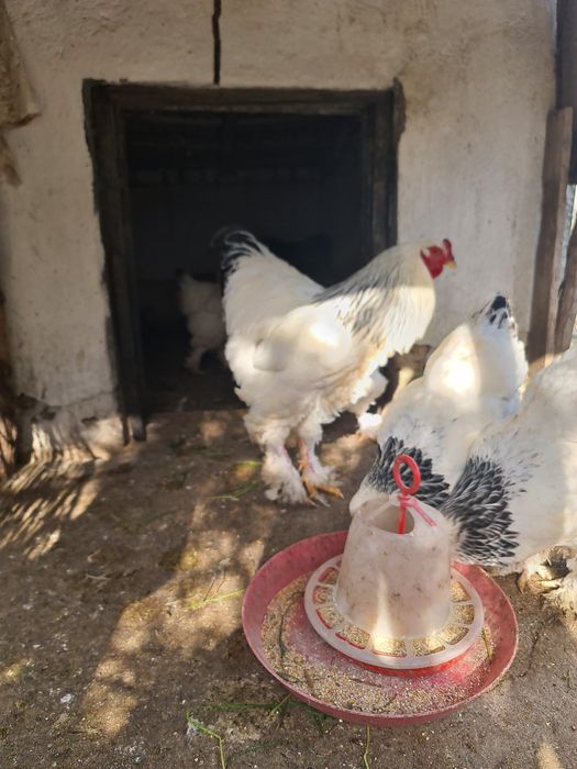 Ouă Brahma  diverse culori