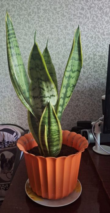 Продам комнатные цветы