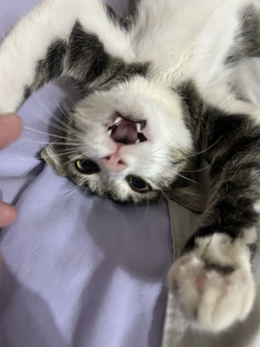 Отдам в хорошие руки