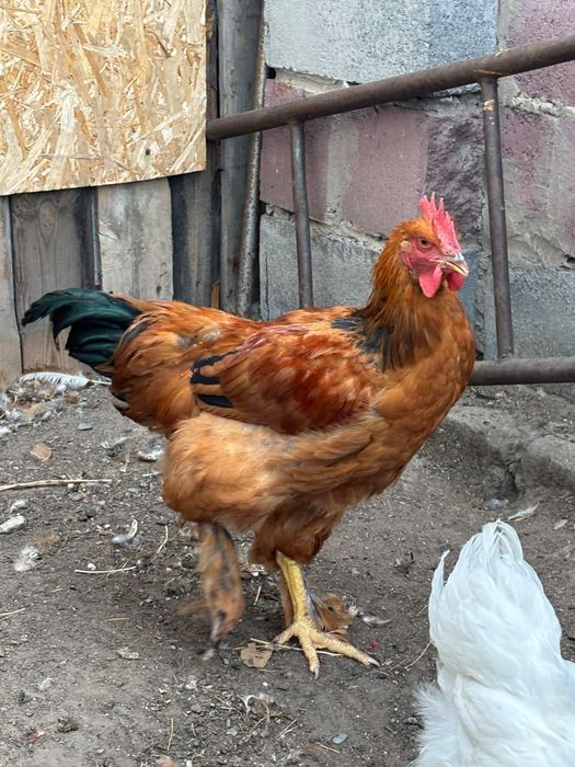 Продам петухов помесь Брама