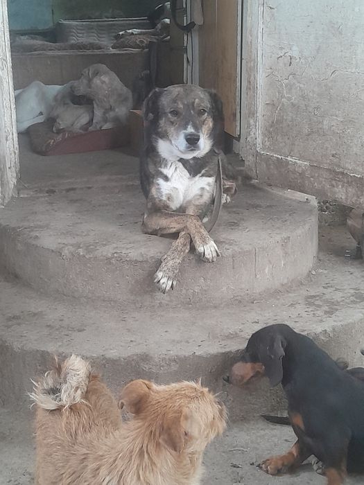 Пристраивается в добрые руки