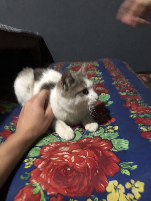 Отдам кошку в хорошие руки