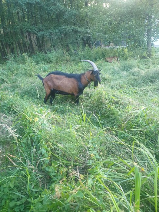 Vând țap alpin franceze