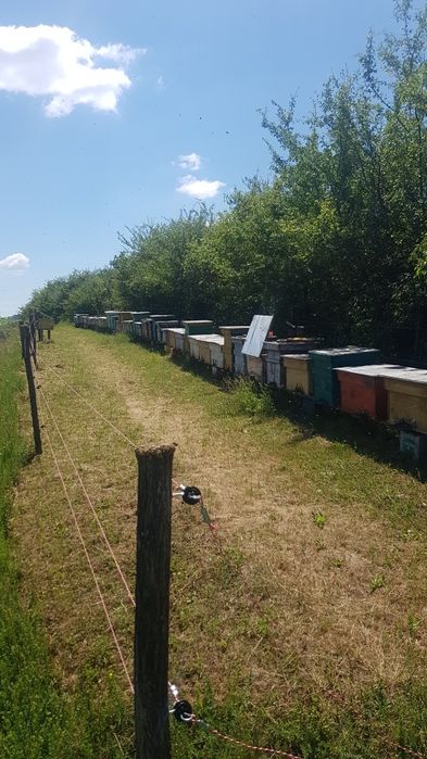 Miere de salcâm naturală