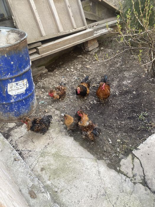 Продам карликовых петухов