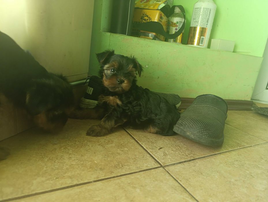 Йоркширски териери