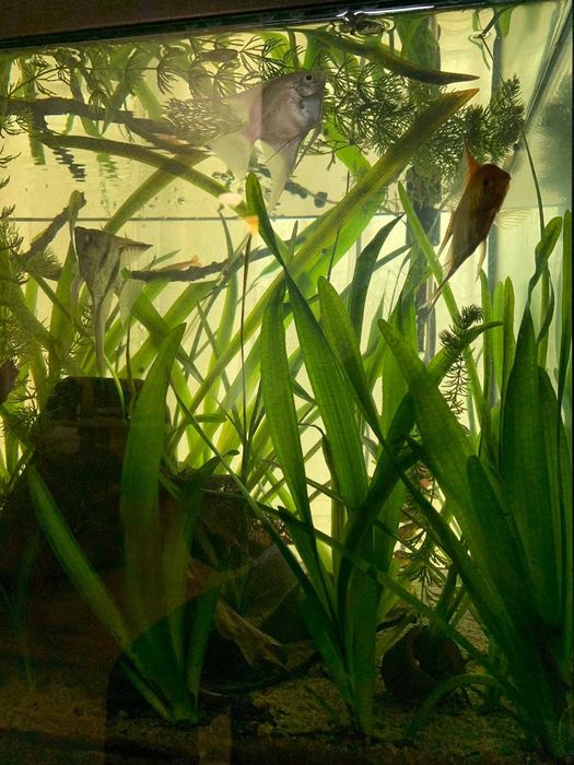 plante plutitoare pentru acvariu