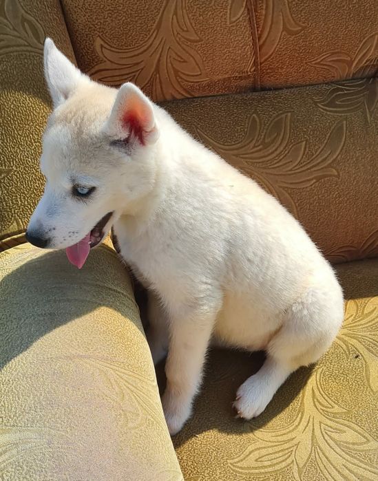 Продам щенков сибирский хаски