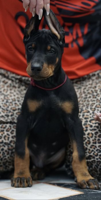 Предлагаются к продаже щенки добермана.