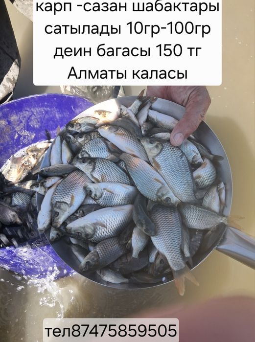 Карп-сазан балык малёк