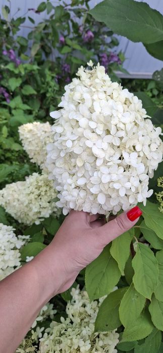 Продам дачу СО Горизонт