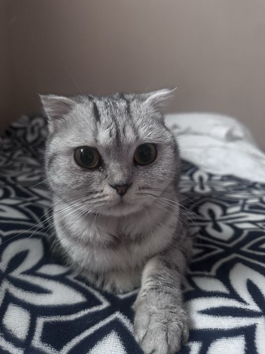 Кошка таза мысык