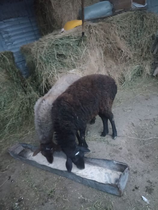 Продам овцы /Қой сатылады