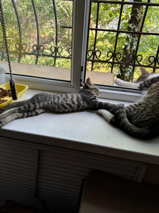 Отдадим котенка в добрые руки