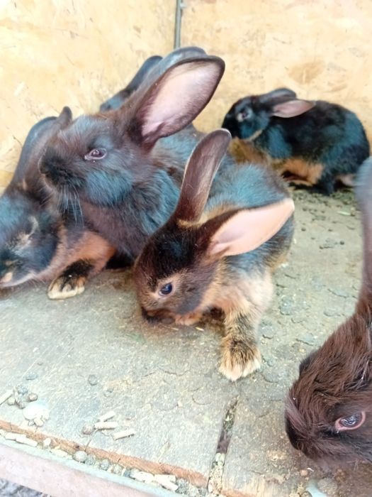 Iepurii rasele Rex și Fluture german amestecat cu belgian
