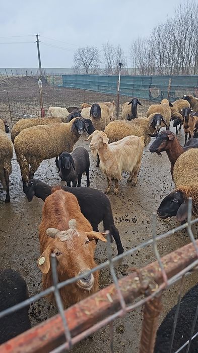 De vanzare oi rasa Carabasa de Teleorman