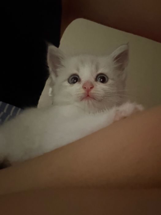 Двое котят, мальчик и девочка