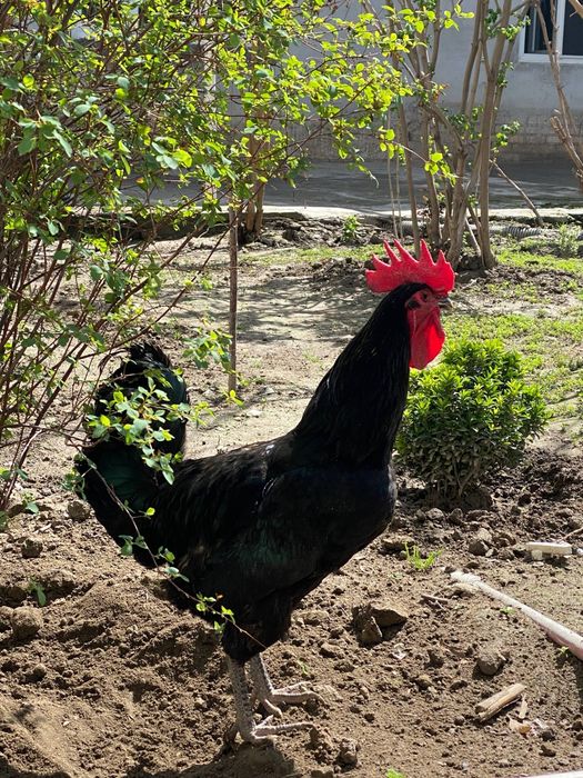 Qora shahzoda tovuqlarining tuxumlari sotiiladi!