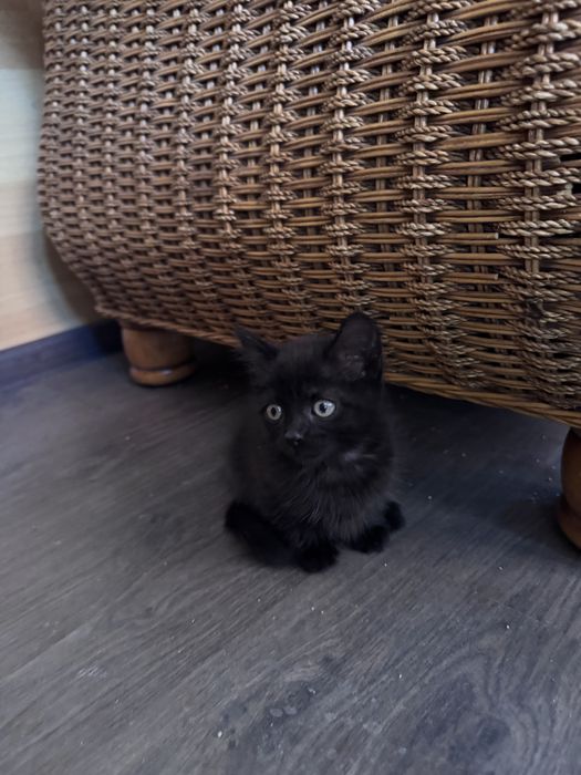 Котенок в добрые руки, срочно!