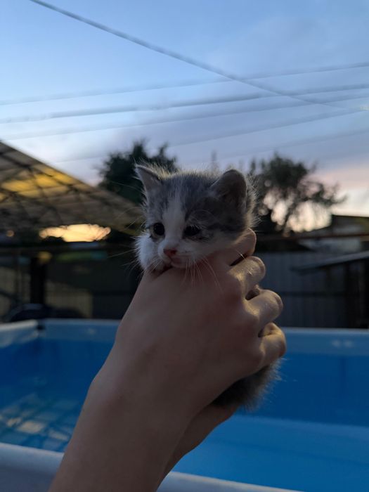продаются котята