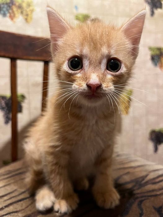 Срочно отдам котят