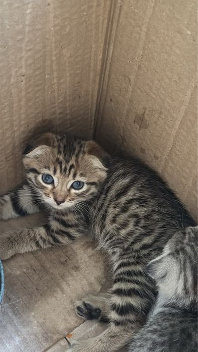 Котята шотландские