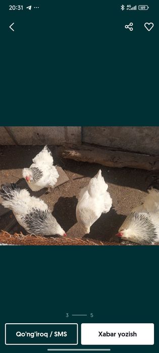 Brama joʻjalar sotiladi