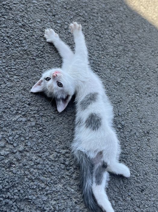 Отдам котенка в добрые руки