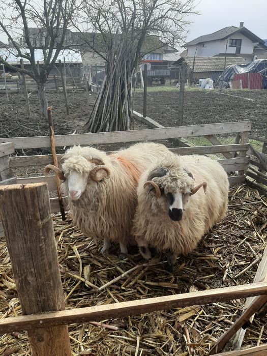 Vând berbeci tineri