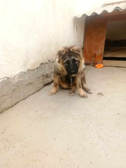 Срочно Прадаётся девочка кавказская овчарка 7 месяцев