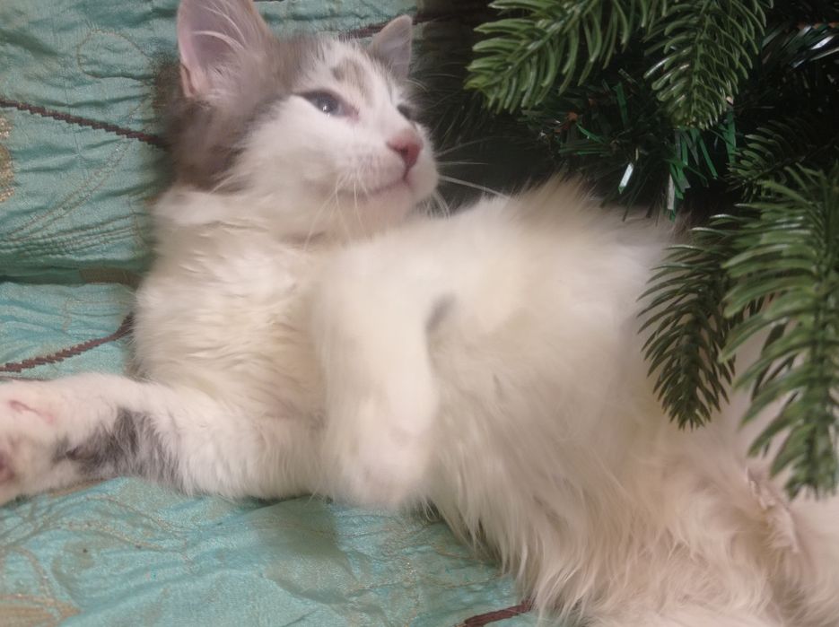 На счастье! КотЯтки домашние