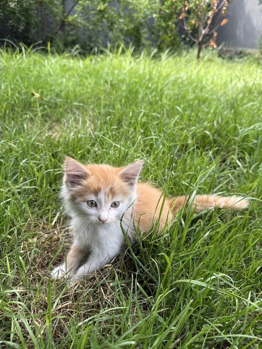 Отдам котёнка в добрые руки